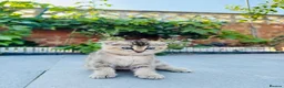 Scottish Fold cats for sale: Scottish Fold Kittens Ready For Forever Homes - Advert 9