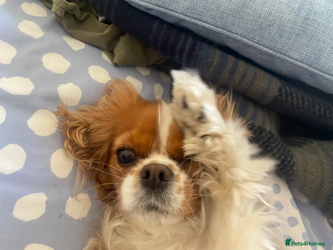 Gallery Image {{count}}