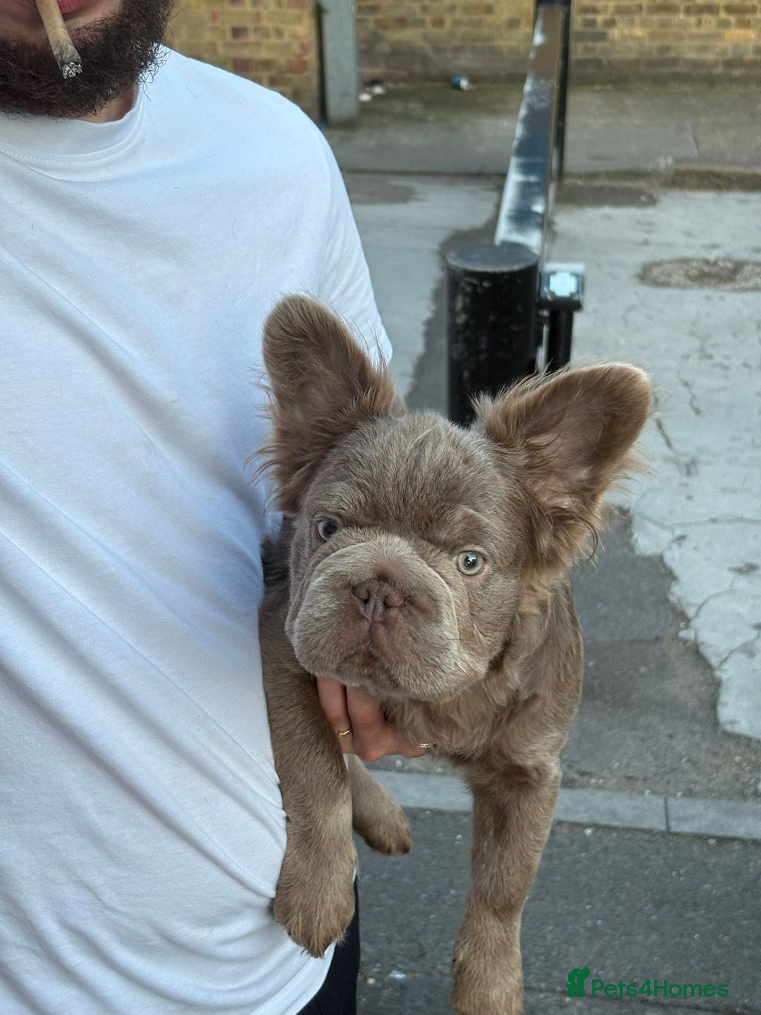 French Bulldog dogs for sale: Fluffy Big rope French bulldog  - Image 4