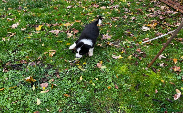 Border Collie dogs 2 Beautiful border collie pups for sale - Advert 3