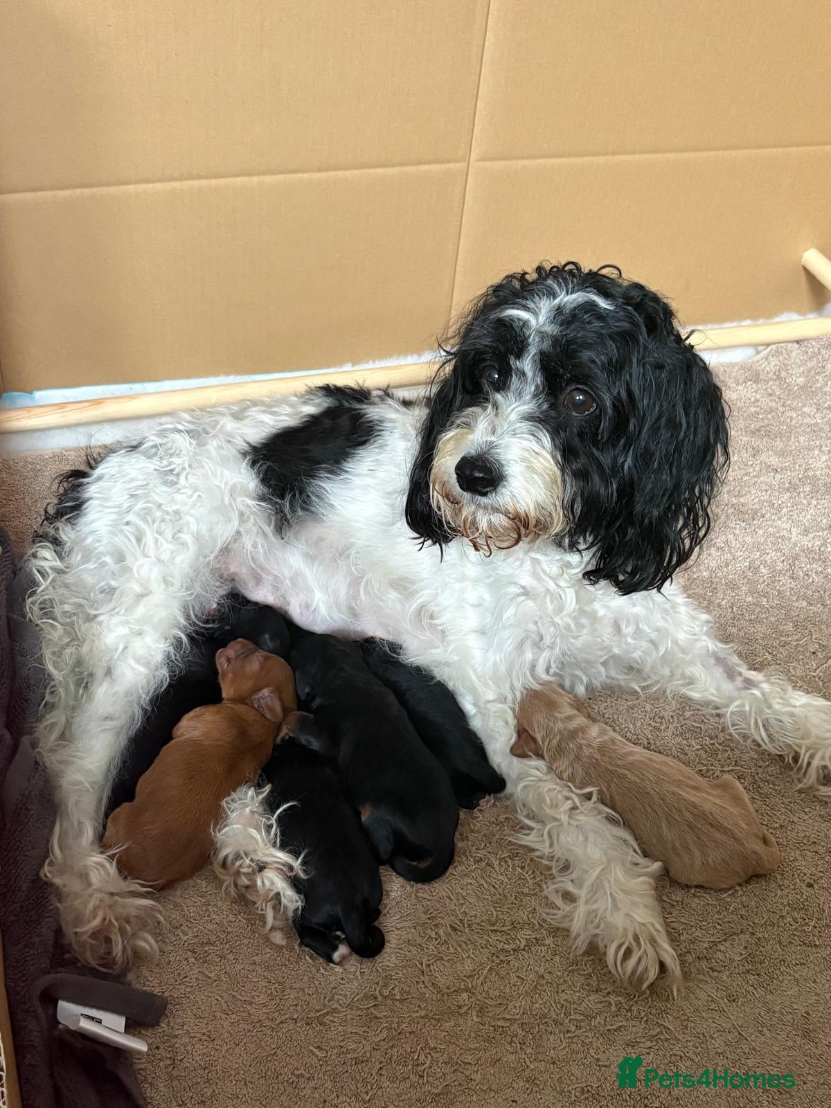 Cockapoo dogs F2 Cockapoo Puppies - Home Bred - Advert 1