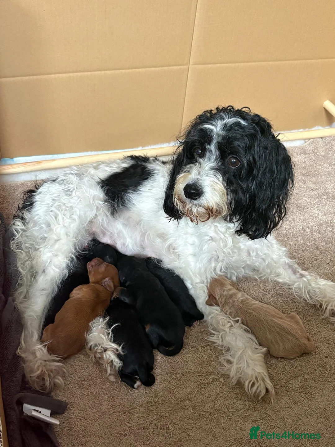 Cockapoo dogs for sale: F2 Cockapoo Puppies - Home Bred - Advert 1