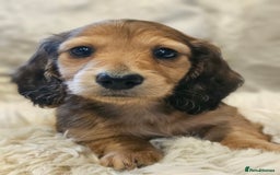 Miniature Dachshund dogs for sale: Longhairedd miniature dachshunds  - Image 6
