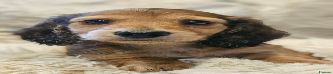 Miniature Dachshund Puppy 2