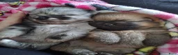 Pomeranian dogs for sale: Pomeranian puppies - Advert 4
