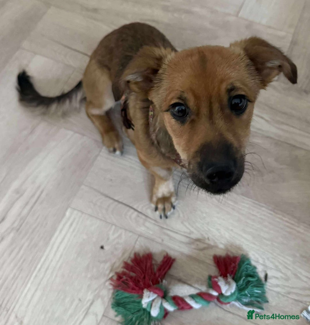 Mixed Breed dogs for adoption: 💕 Crumble 💕 - Advert 5
