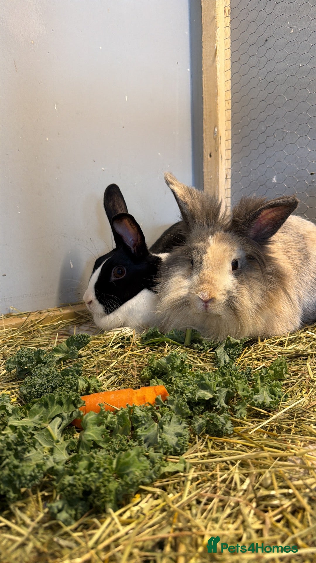 Lionhead rabbits 2 stunning rabbit  - Advert 1