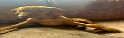 Hungarian Vizsla dogs for sale: LAST 3 HUNGARIAN VISZLA PUPS - Advert 4