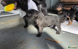 Patterdale Terrier dogs for sale: Quality patterdale terriers  - Image 5