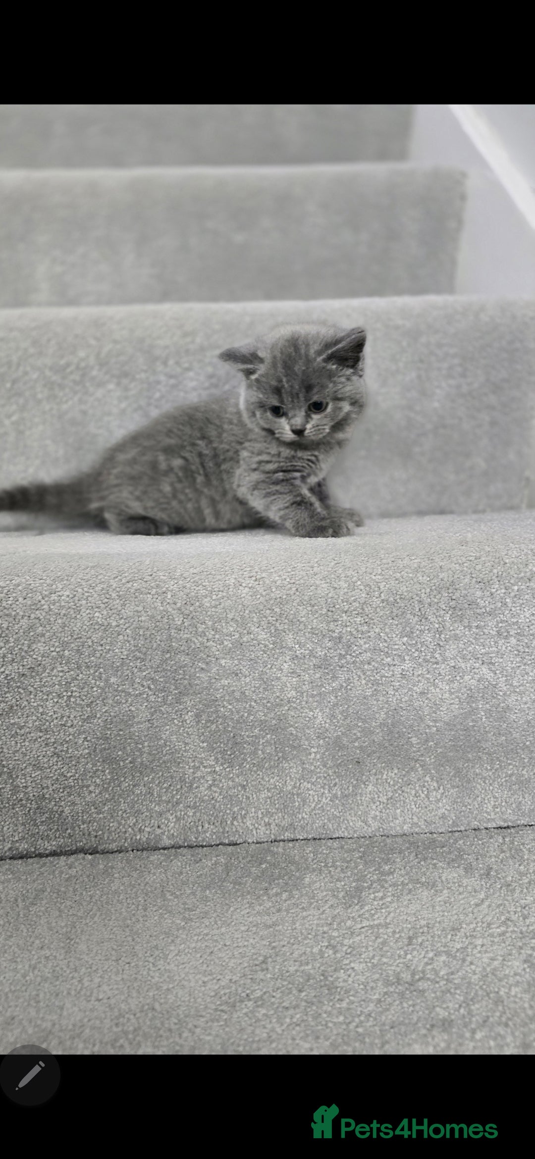 British Shorthair cats for sale: Beautiful chunky british shorthair kittens - Image 4