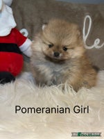 Pomeranian dogs - Advert 1