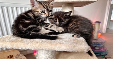 Mixed Breed cats - Advert 16