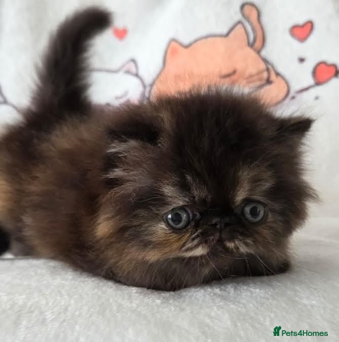 Persian cats Persian Kittens - Advert 1