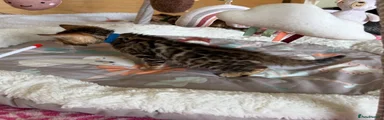 Bengal Kitten Blue Collar