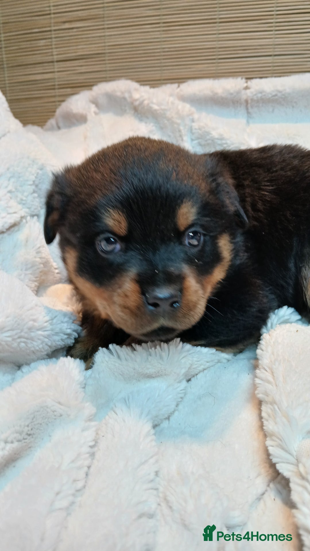 Rottweiler dogs for sale: Rottweiler Puppies for Sale - Advert 9