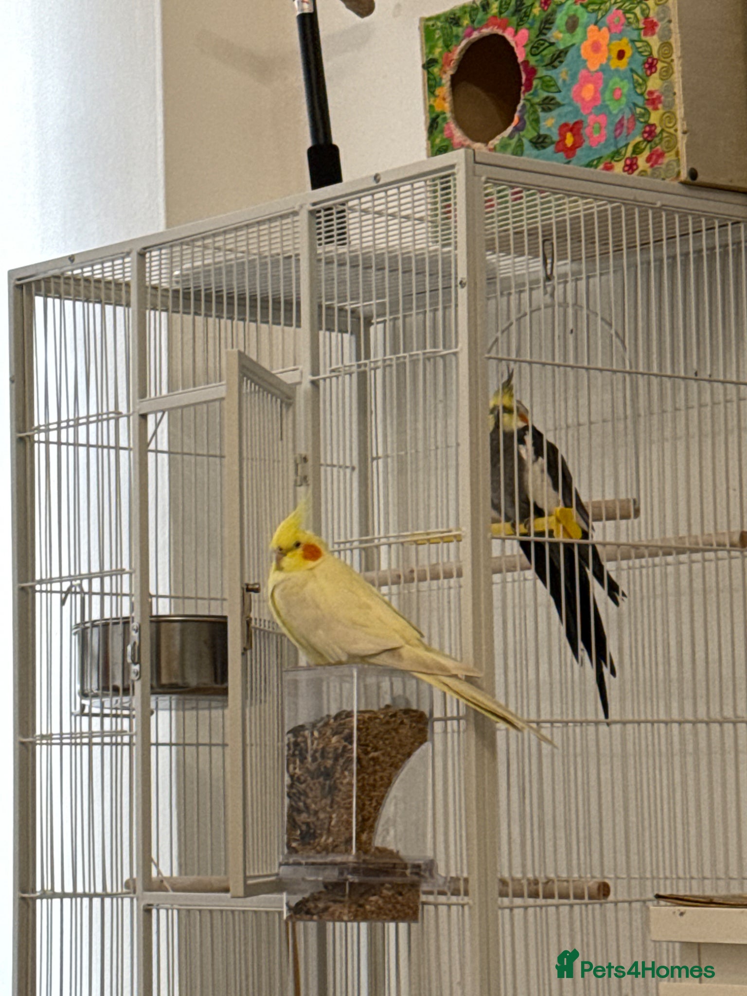 Cockatiels birds Cockatiels for sale - Advert 1