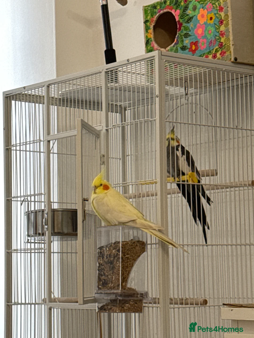 Cockatiels birds for sale: Cockatiels for sale - Advert 1