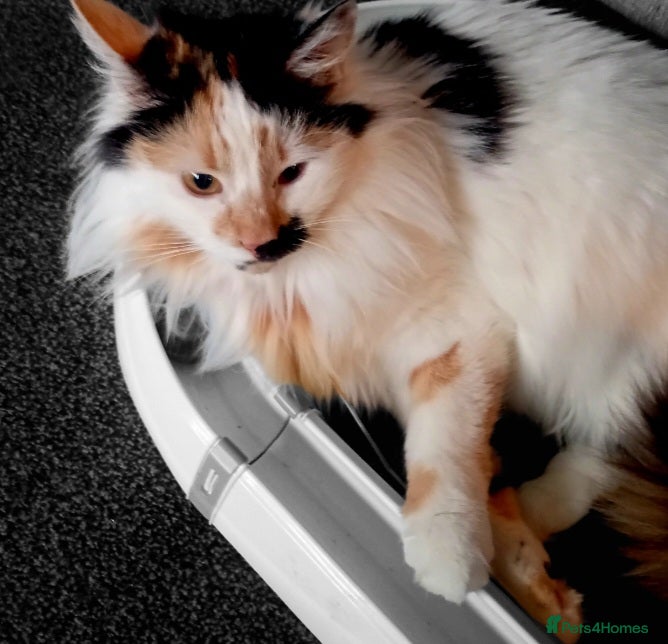 Domestic Shorthair cats A lovely young female cat now ready for adoption - Advert 1