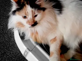 Domestic Shorthair cats A lovely young female cat now ready for adoption - Advert 1