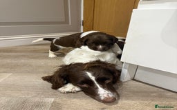 English Springer Spaniel dogs for sale: ENGLISH SPRINGER SPANIEL - Image 13