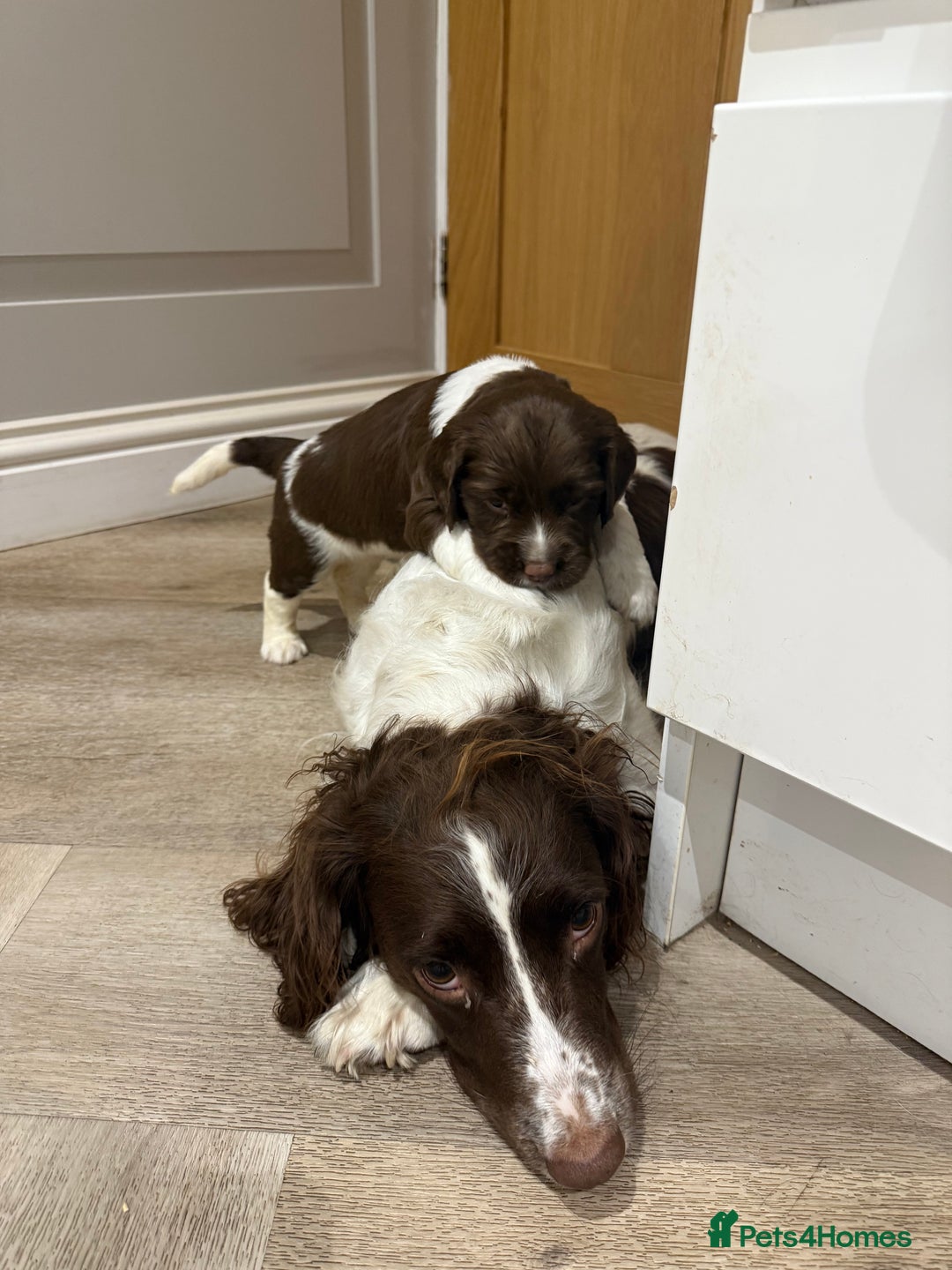 English Springer Spaniel dogs for sale: ENGLISH SPRINGER SPANIEL - Image 13