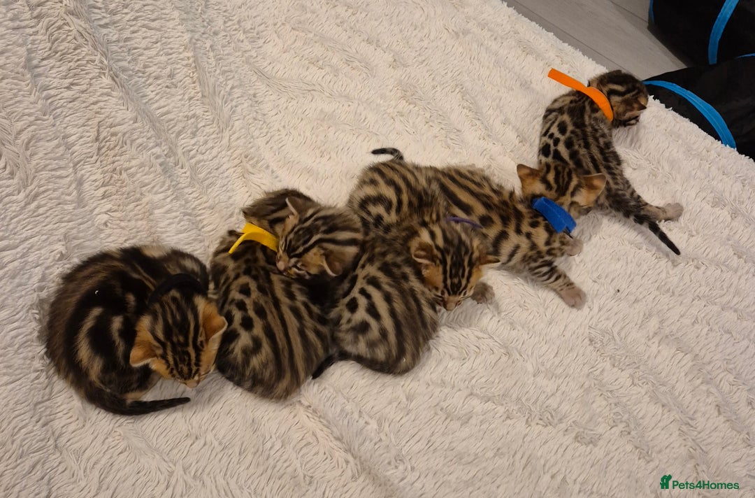 Bengal cats for sale: 🐾6 Beautiful Bengal Kittens🐾 - Advert 4