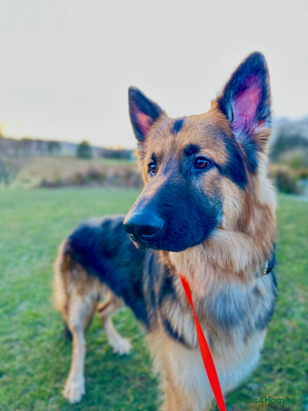 German Shepherd dogs for sale: German Shepherd looking for his forever home  - Advert 5