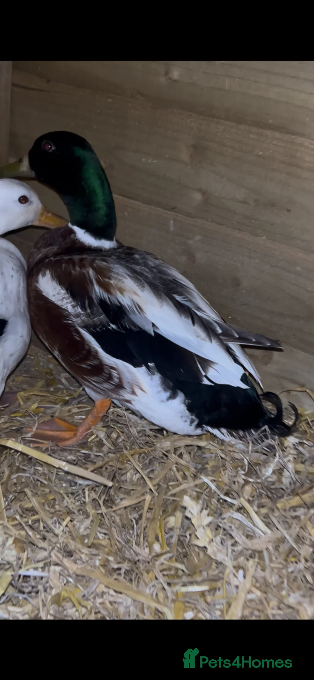 Ducks poultry for sale: Miniature silver appleyards - Advert 5