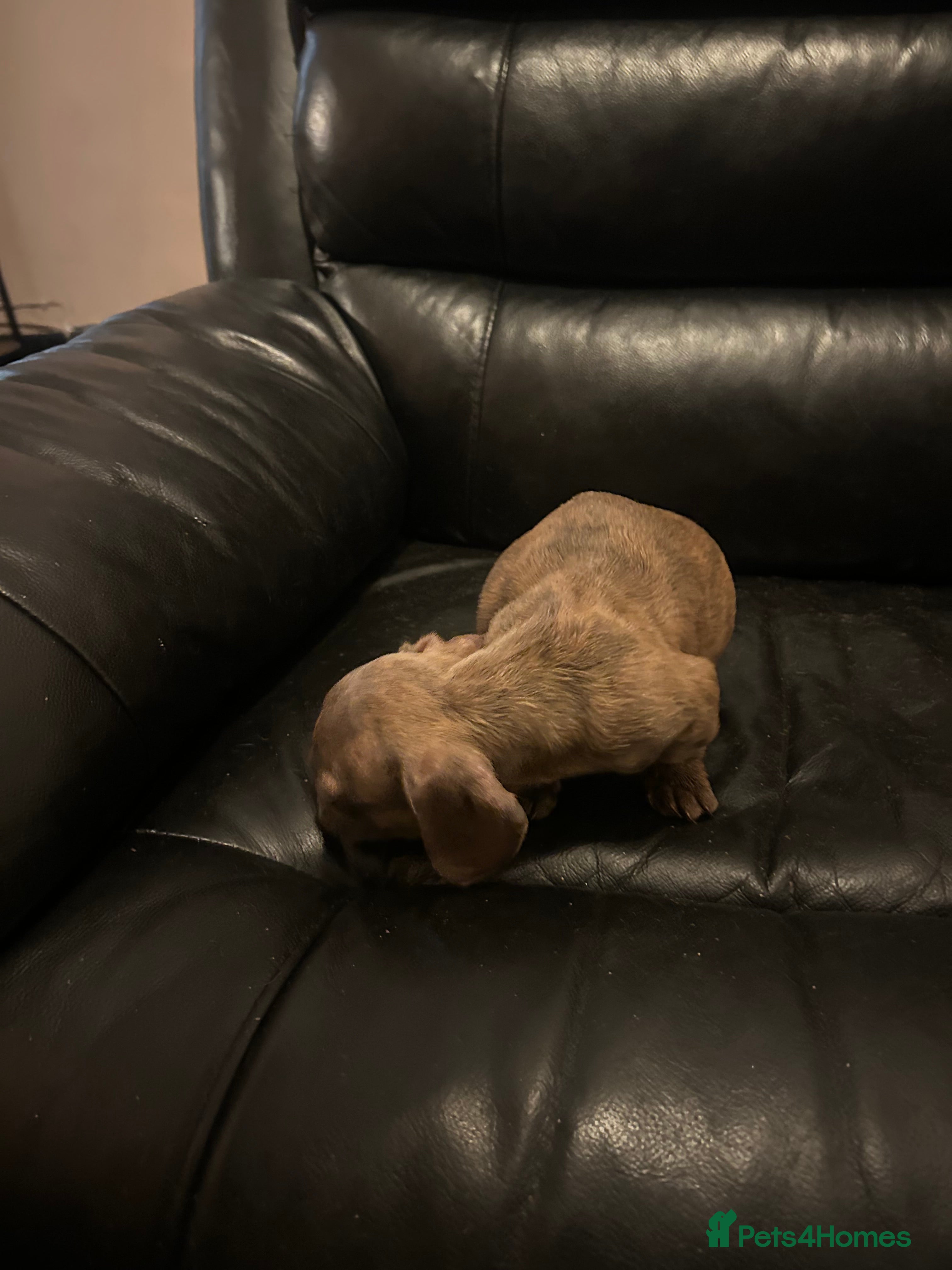 Mixed Breed dogs French wiener  - Advert 2