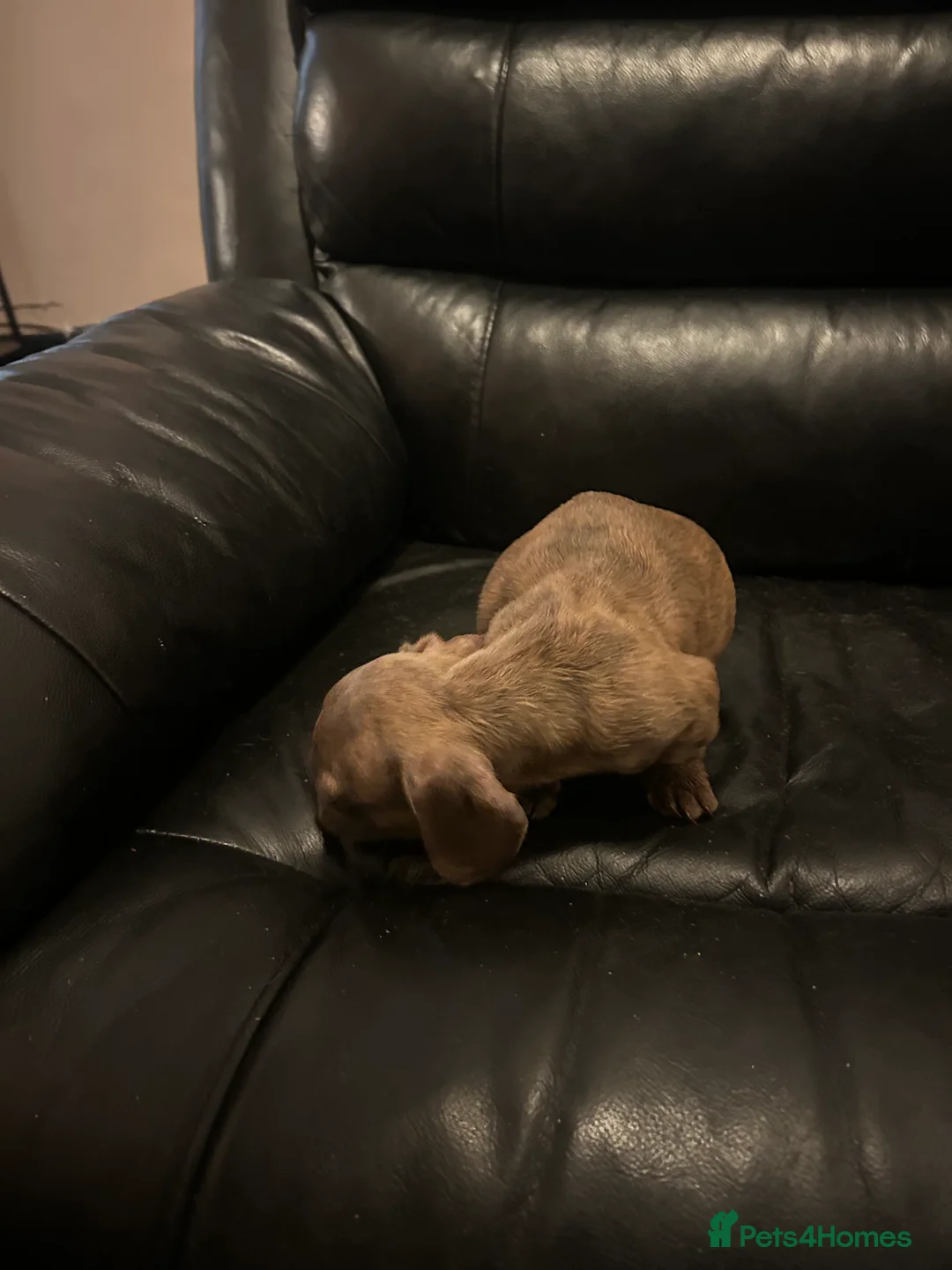 Mixed Breed dogs for sale: French wiener  - Advert 2