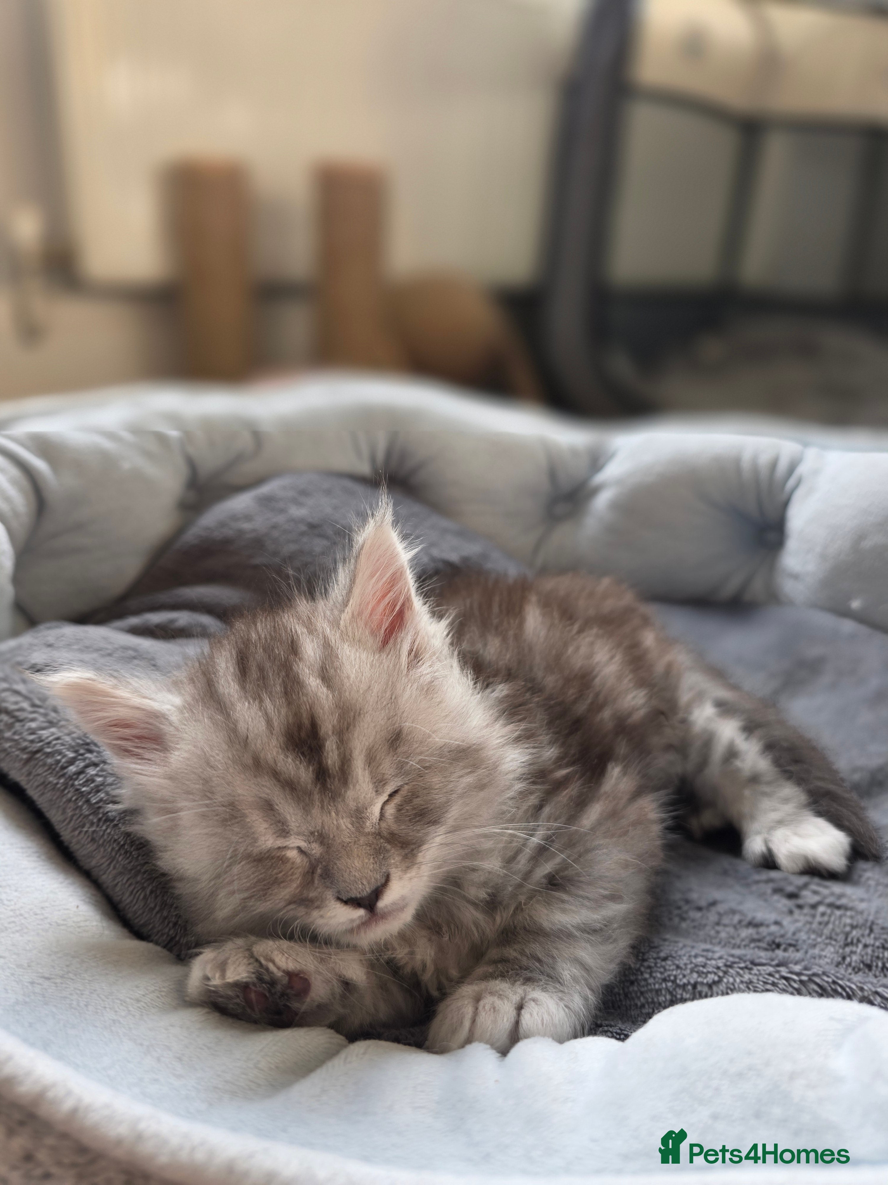 Maine Coon cats  Maine Coon Kittens Looking for Loving Homes!   - Advert 2