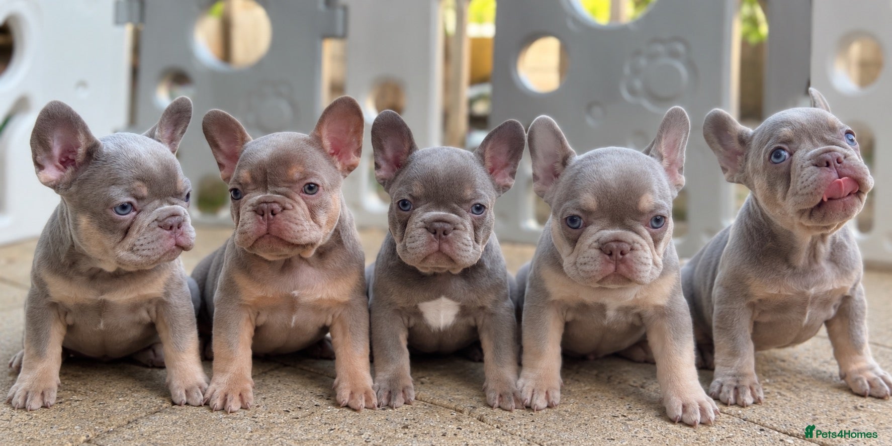 French Bulldog dogs PRICE DROP Health Clear KC Registered Frenchie - Advert 1