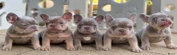 French Bulldog dogs for sale: Last Girls French Bulldog DNA Clear - Advert 3