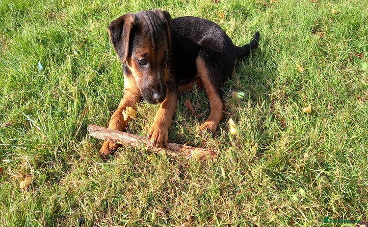 Mixed Breed dogs - Advert 10