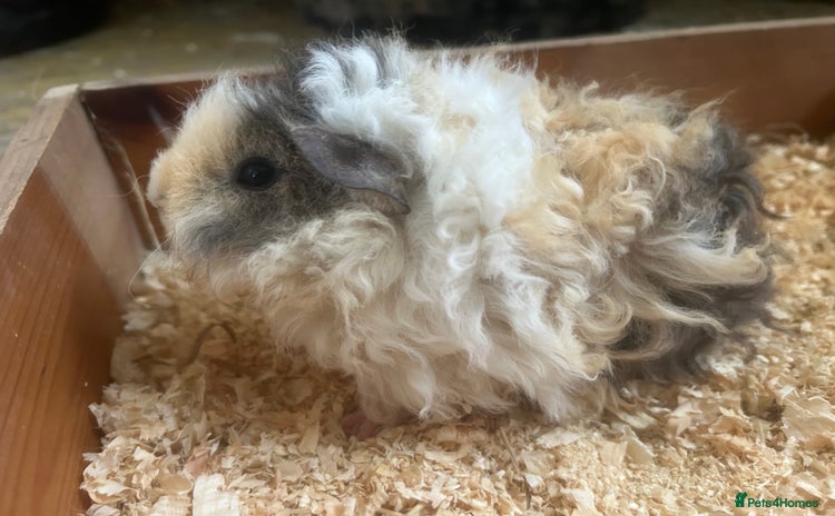 Guinea Pig rodents in Goole - Advert 3