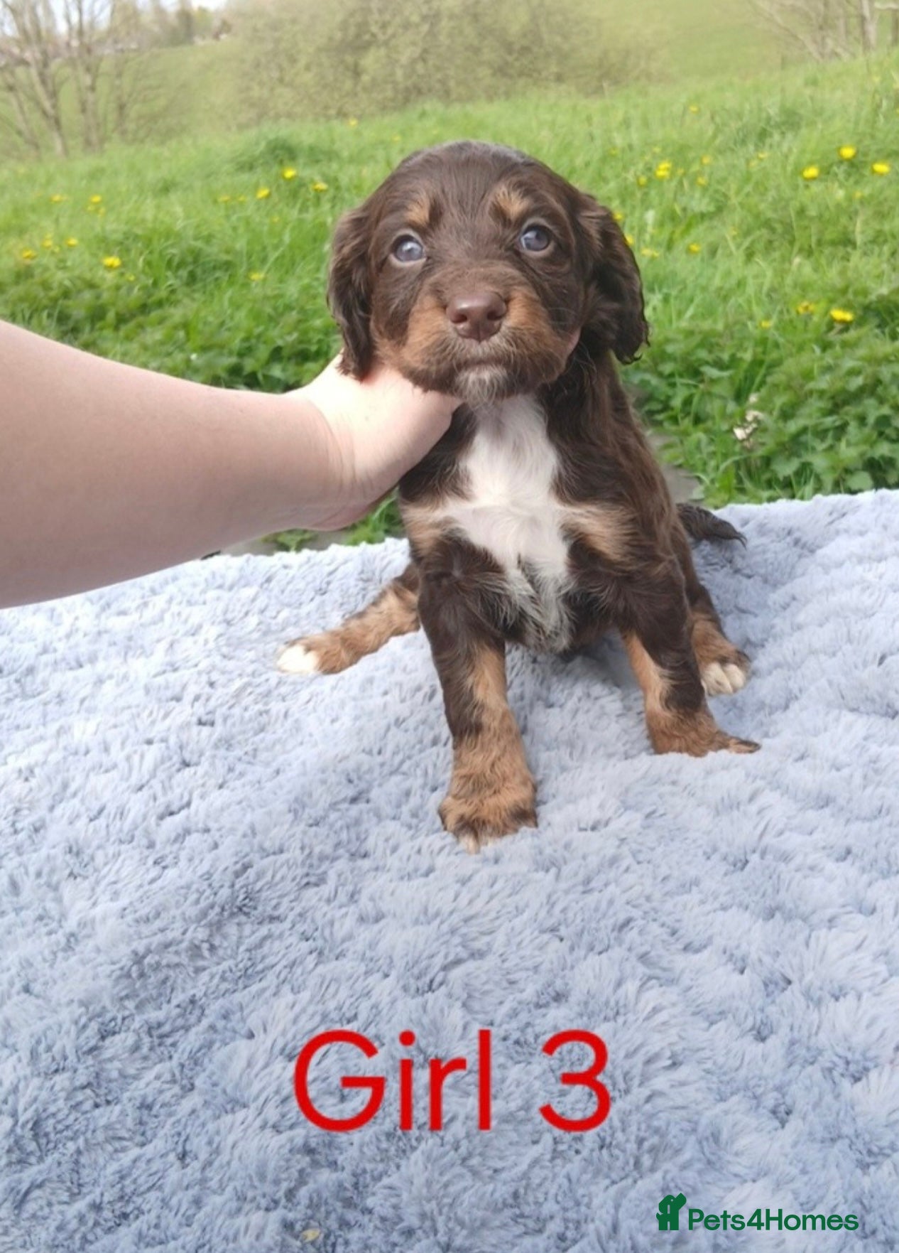 Sprocker dogs 5 Quality sprocker spaniel puppies - Advert 3