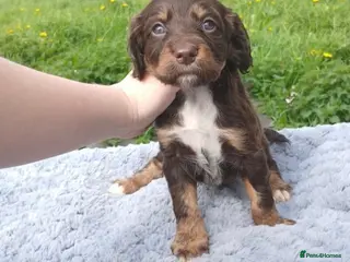 Sprocker dogs 5 Quality sprocker spaniel puppies - Advert 3