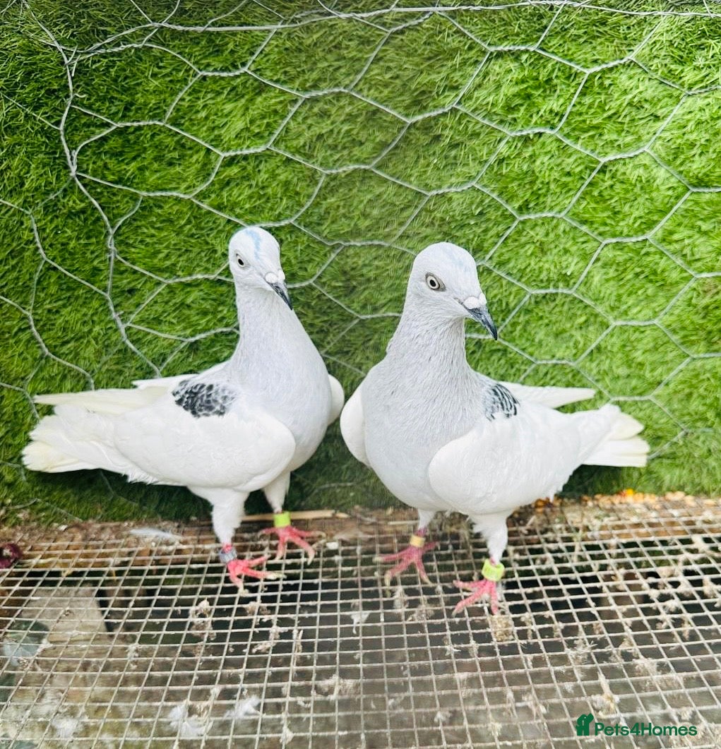 Pigeons birds Strong Healthy Pigeons £70 Pair - Advert 1