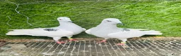 Pigeons birds for sale: Strong Healthy Pigeons £70 Pair - Advert 1