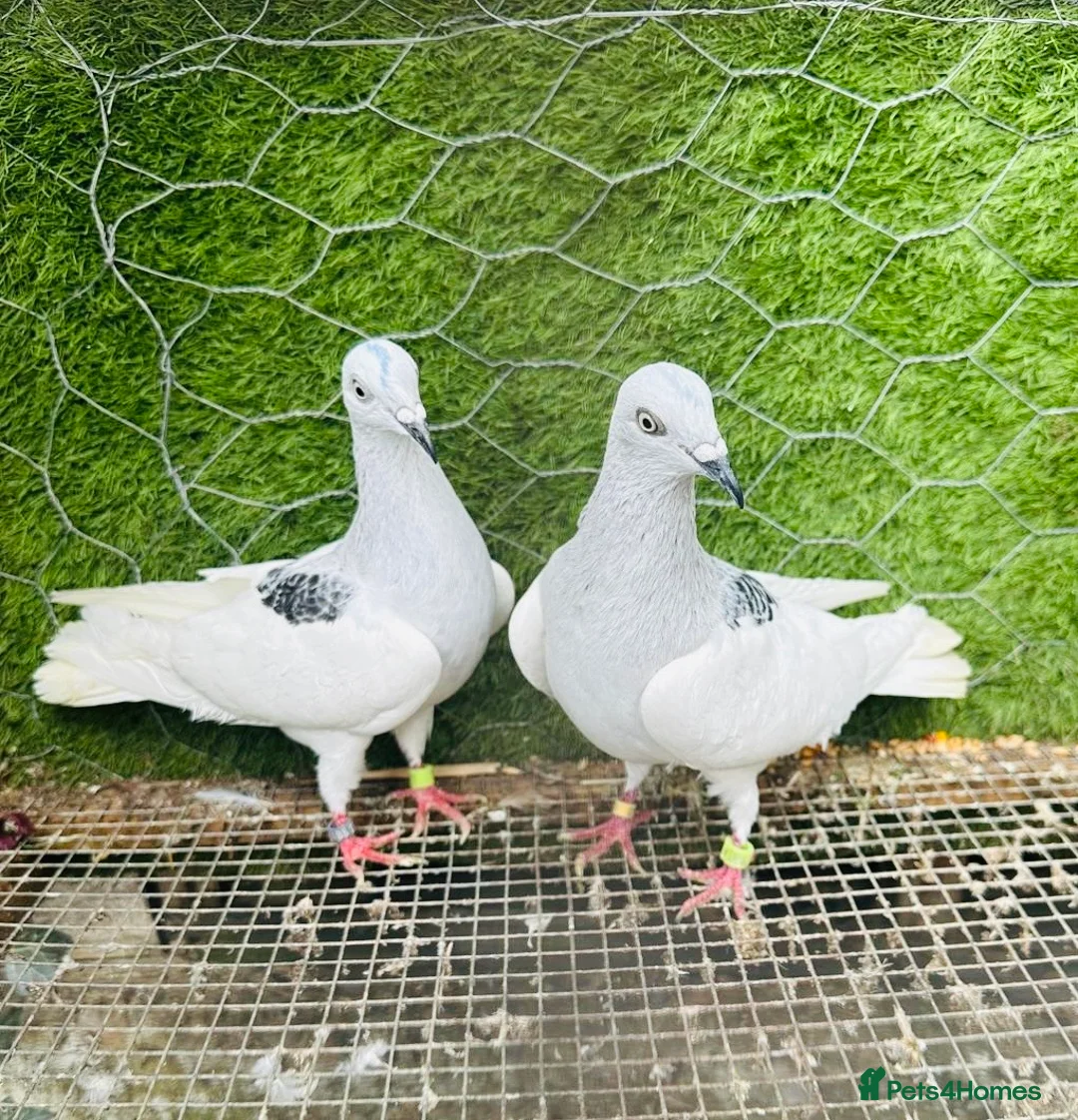 Pigeons birds for sale: Strong Healthy Pigeons £70 Pair - Advert 1