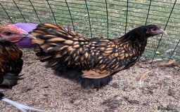 Chickens poultry for sale: 🐣 Beautiful Orpington Chicks & Cockerels for Sale - Image 3