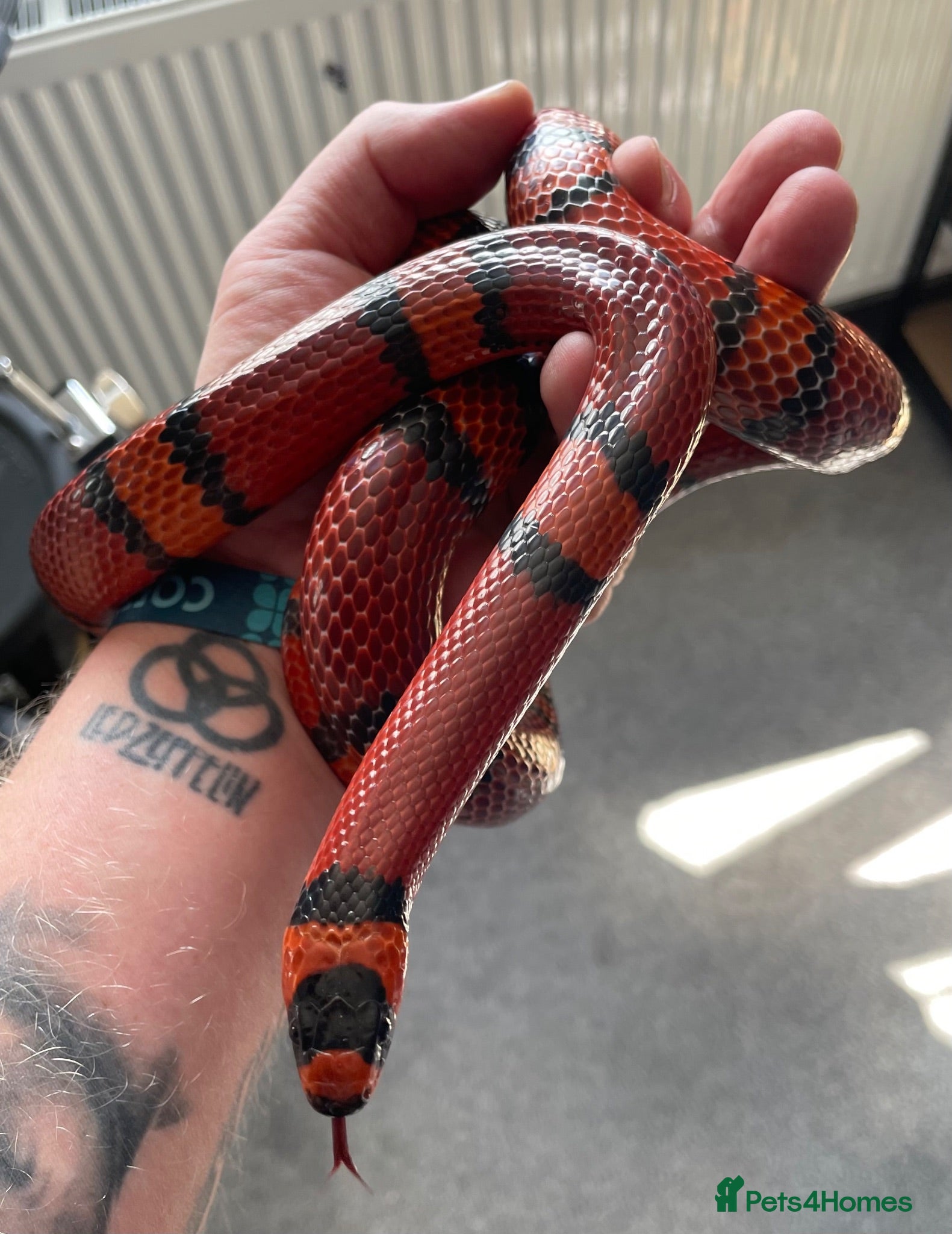 Milk Snake reptiles Tangerine Honduran Milk Snake - Advert 1