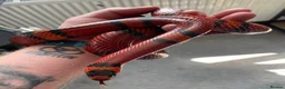 Milk Snake reptiles for sale: Tangerine Honduran Milk Snake - Advert 1
