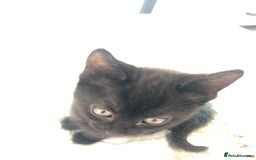British Shorthair cats for sale: 🐾 A Rare Band of Ghost Tabby Kittens 🐾 - Image 26