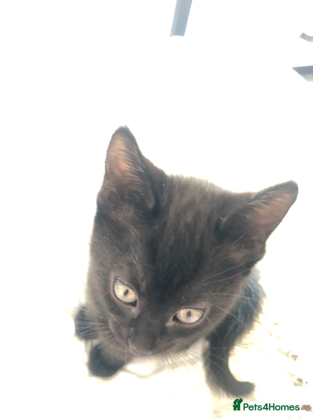 British Shorthair cats for sale: 🐾 A Rare Band of Ghost Tabby Kittens 🐾 - Image 26