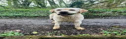 Labrador Retriever dogs for sale: 💛CHUNKY YELLOW LABS DUE 11TH SEPT💛 - Advert 9
