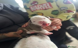 Olde English Bulldogge dogs for sale: Old English bulldog puppies - Image 16