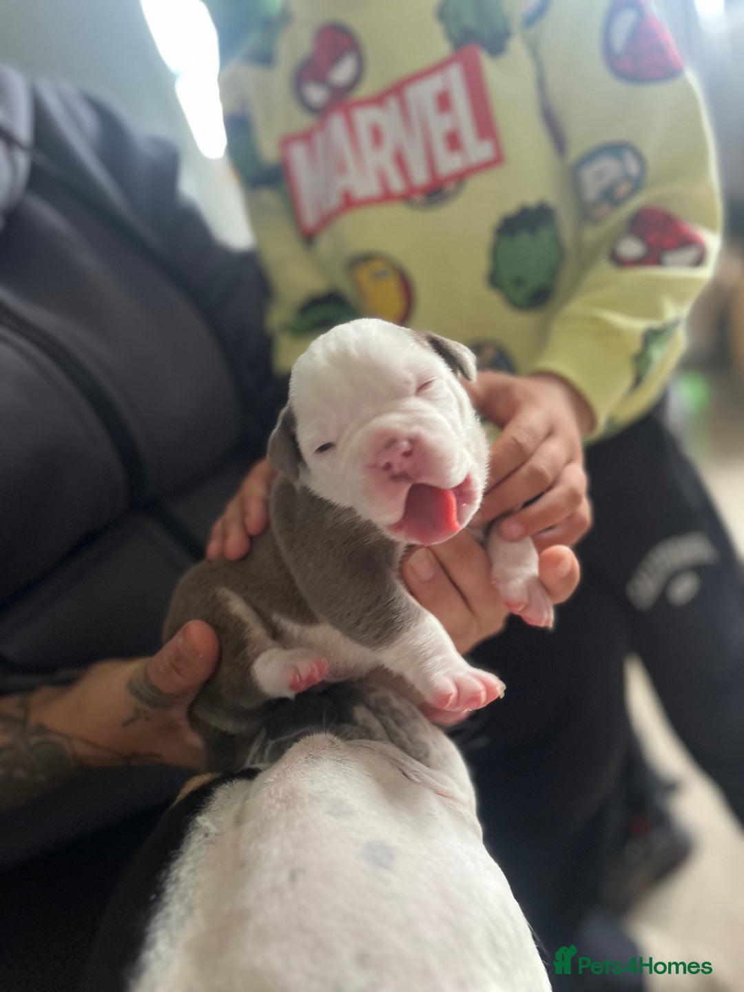 Olde English Bulldogge dogs for sale: Old English bulldog puppies - Image 16