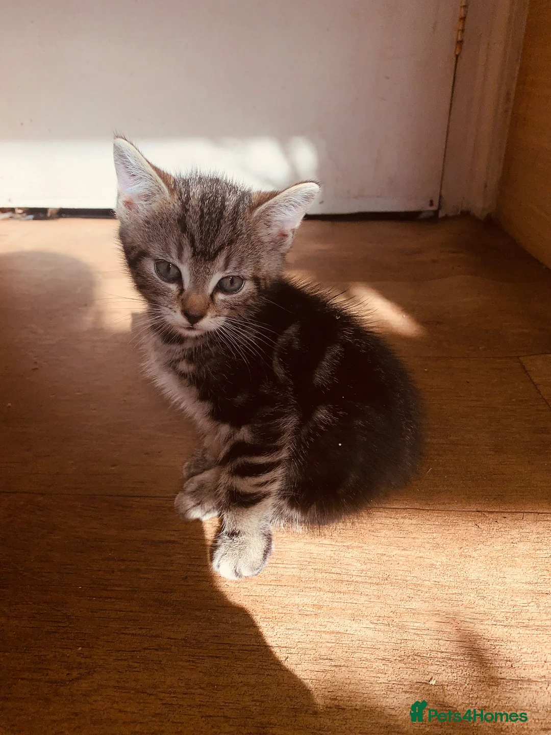 British Shorthair cats for sale: Lovely adorable Kittens FOR SALE Mixed Newquay  - Advert 31