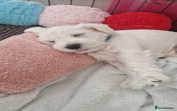 Miniature Schnauzer dogs for sale: Pure White Miniature Schnauzer puppies - Image 5